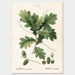 Acorn, Poster 50×70 cm