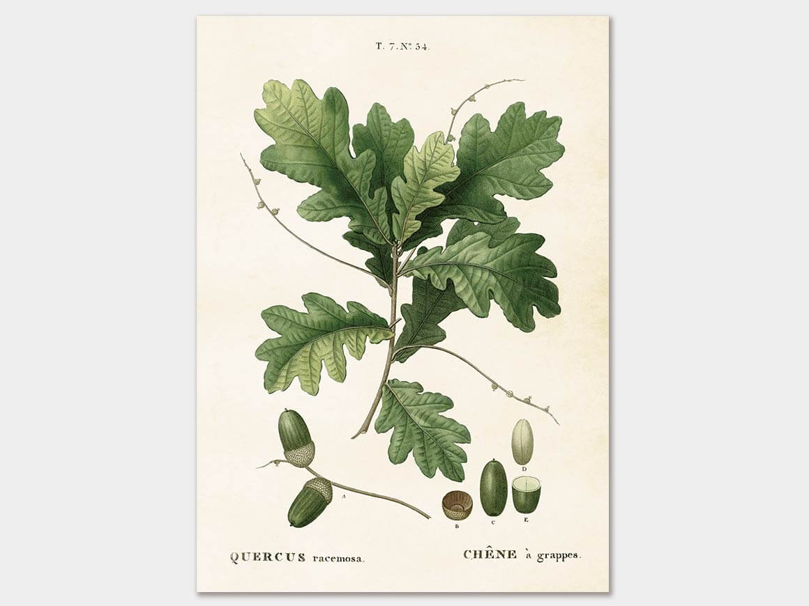 Acorn, Poster 50×70 cm