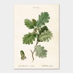 Acorn, Poster 35×50 cm