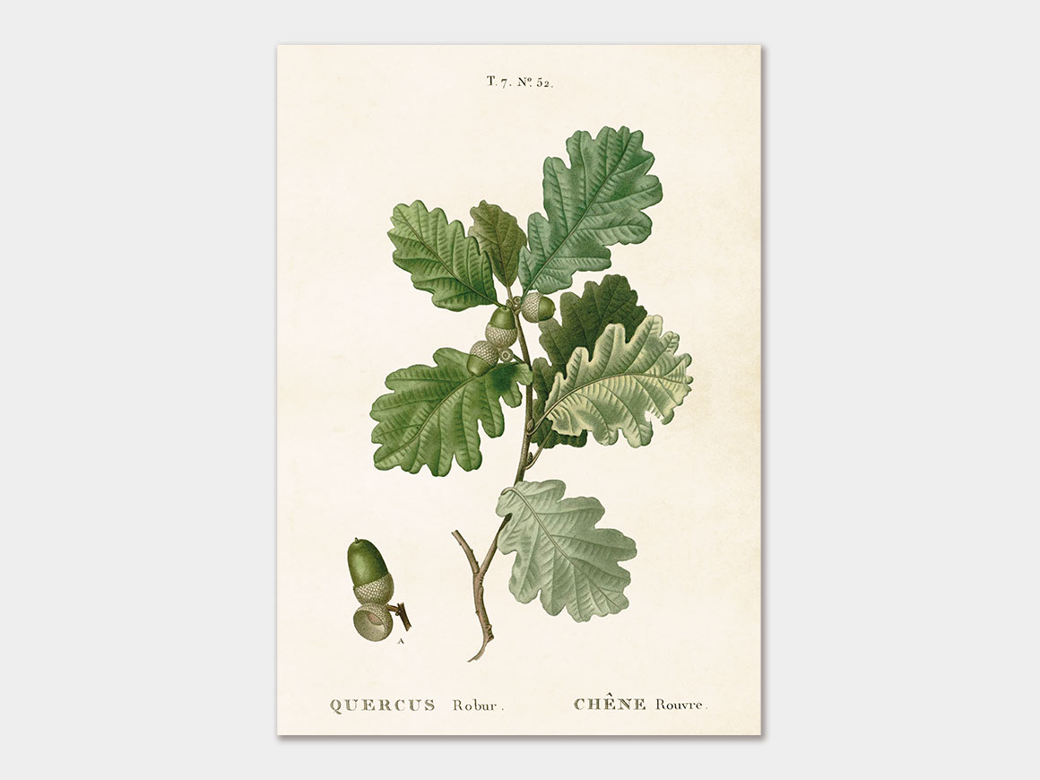 Acorn, Poster 35×50 cm