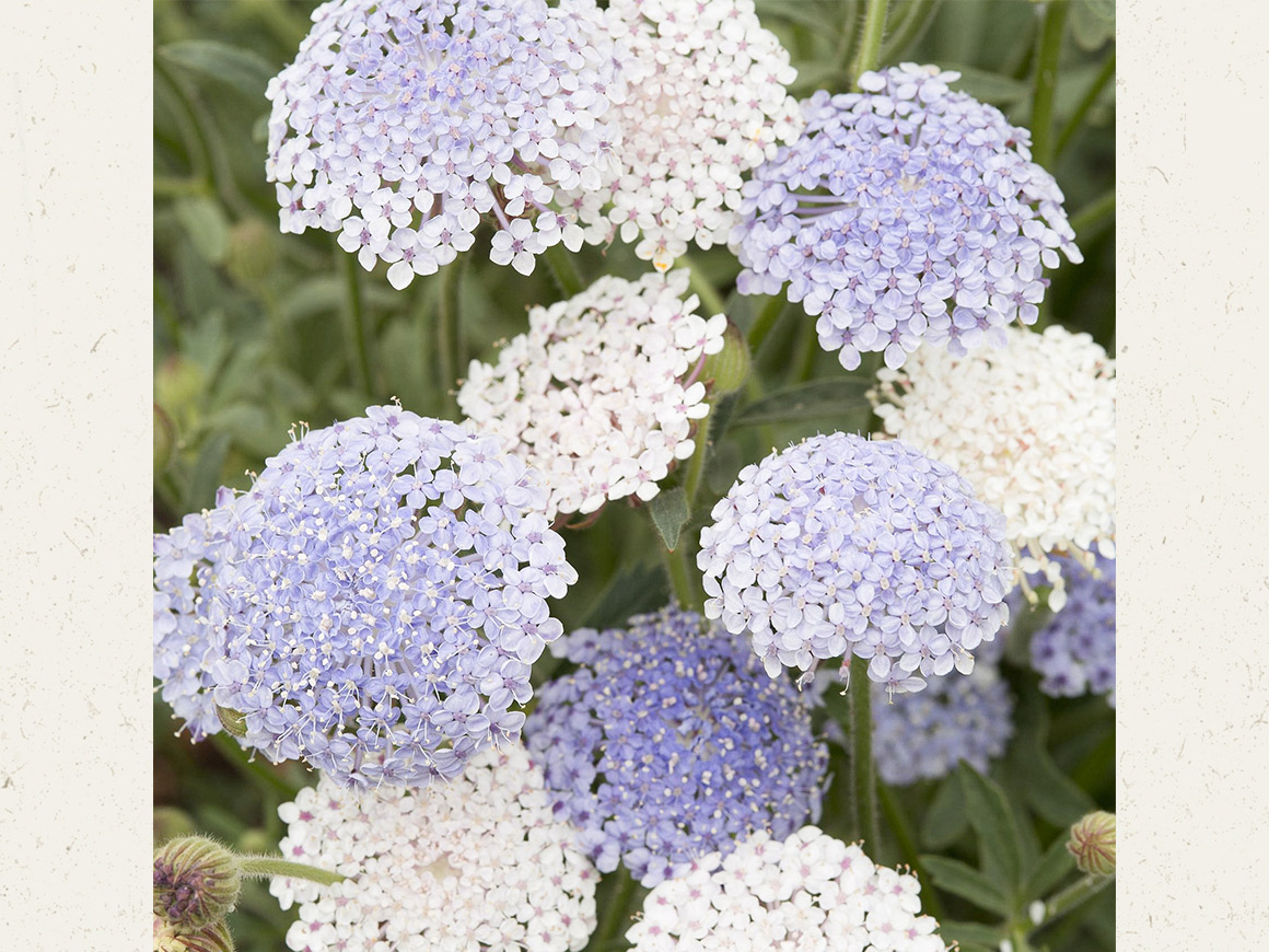 Didiscus caeruleus ‘Lace Mixture’ (Blaudolde) – Bild 3