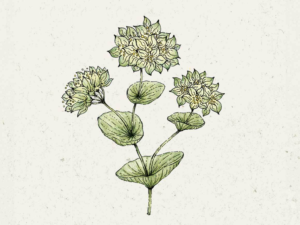 Bupleurum rotundifolium ‚Griffithii‘, (Hasenohr)