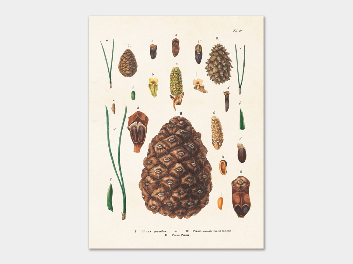 Cones, Poster 18×24 cm