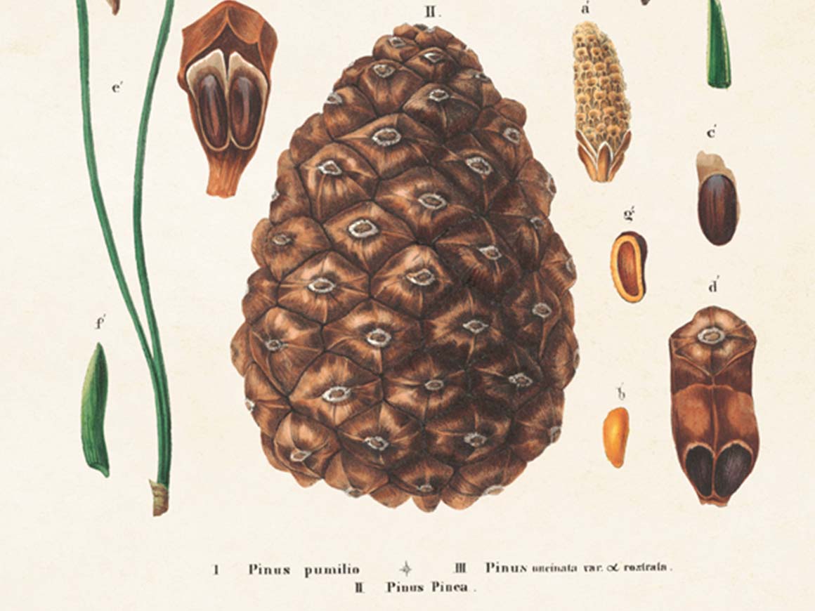 Cones, Poster 18×24 cm – Bild 3