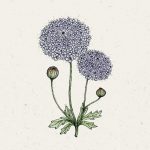 Didiscus caeruleus ‘Lace Mixture’ (Blaudolde)