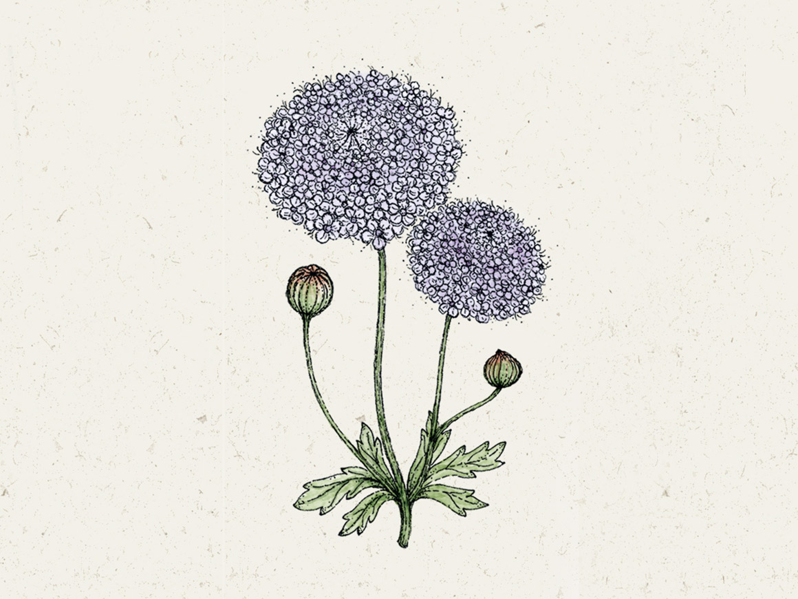 Didiscus caeruleus ‘Lace Mixture’ (Blaudolde)