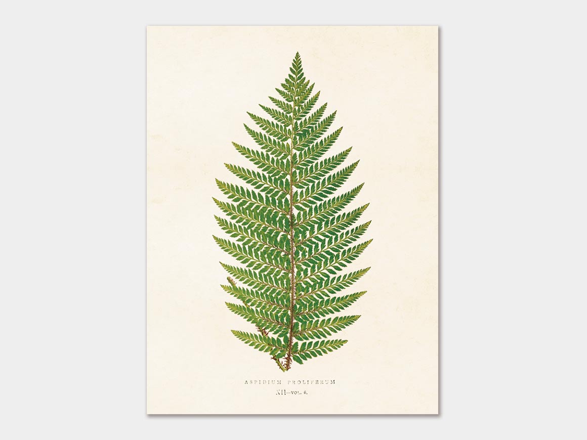Fern, Poster 18×24 cm