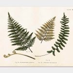 Ferns, Poster 50×35 cm