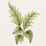 Amaranthus caudatus ‚Green Cascade′ (Fuchsschwanz)
