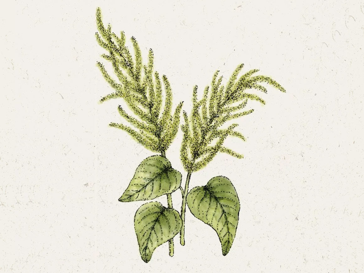 Amaranthus caudatus ‚Green Cascade′ (Fuchsschwanz)