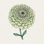 Zinnia elegans ‘Benary`s Giant Lime’ Zinnie