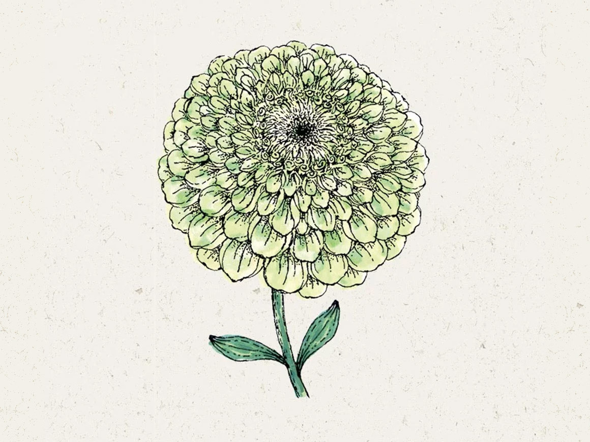 Zinnia elegans ‘Benary`s Giant Lime’ Zinnie