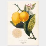 Lemon, Poster 50×70 cm