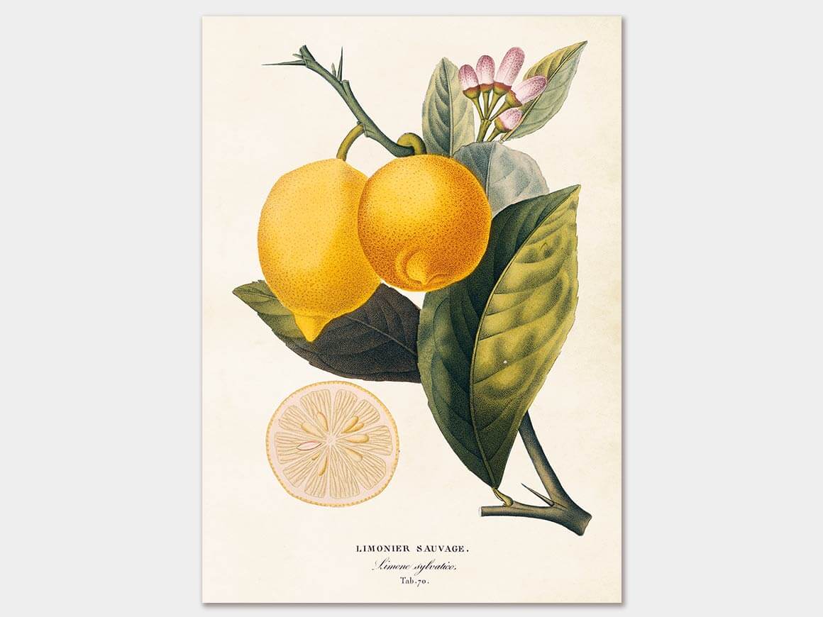 Lemon, Poster 50×70 cm