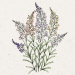Linaria Maroccana ‘Fairy Lights’ (Marokkanisches Leinkraut)