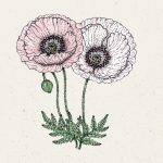 Papaver rhoeas ‚Mother of Pearl‘ (Klatschmohn)