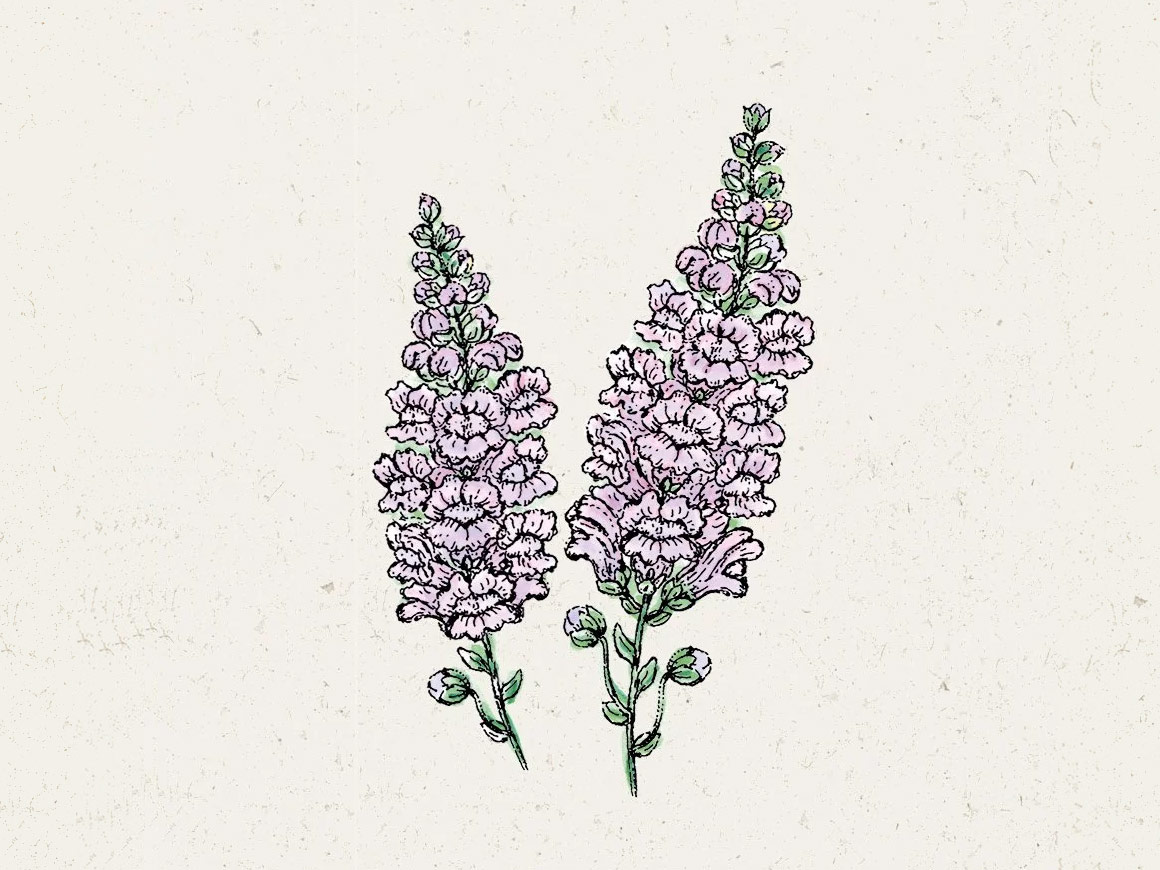 Antirrhinum Majus ‚Summer Lavender‘ Löwenmäulchen