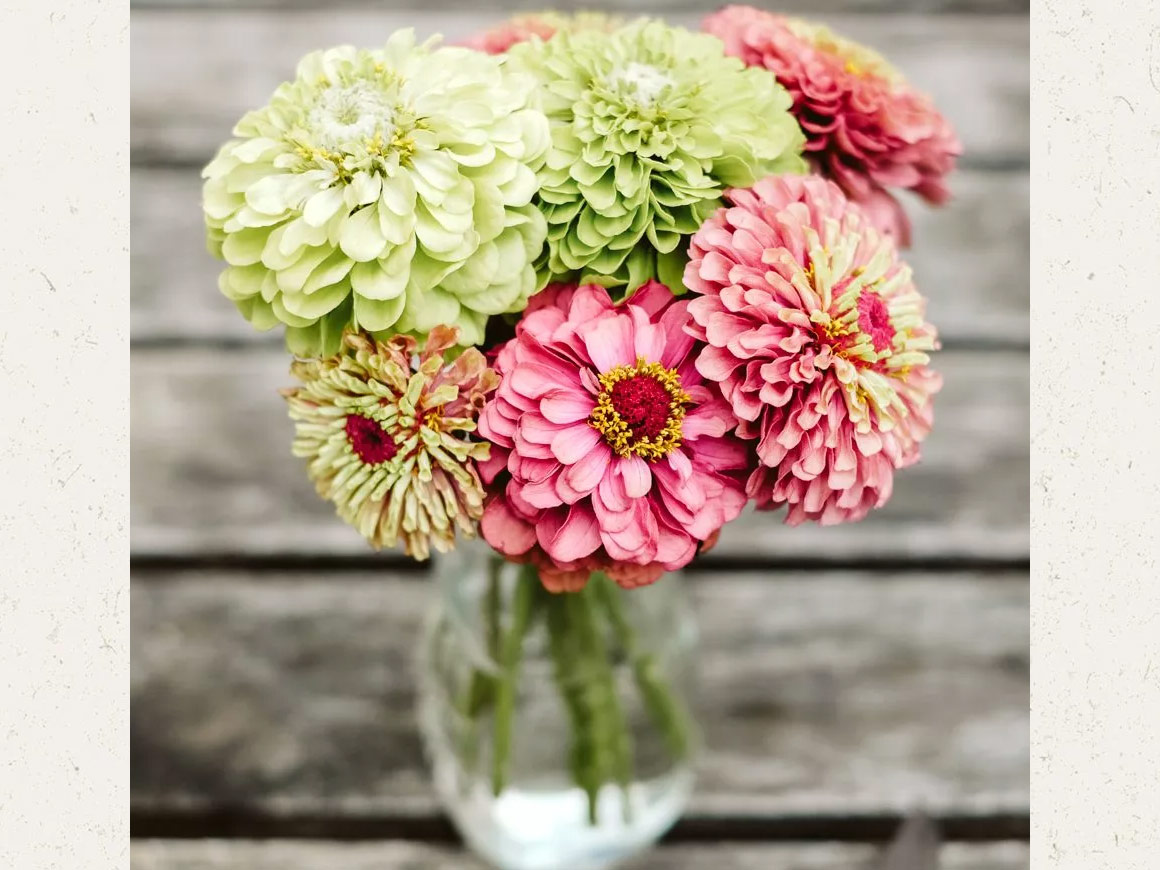 Zinnia elegans ‘Benary`s Giant Lime’ Zinnie – Bild 4