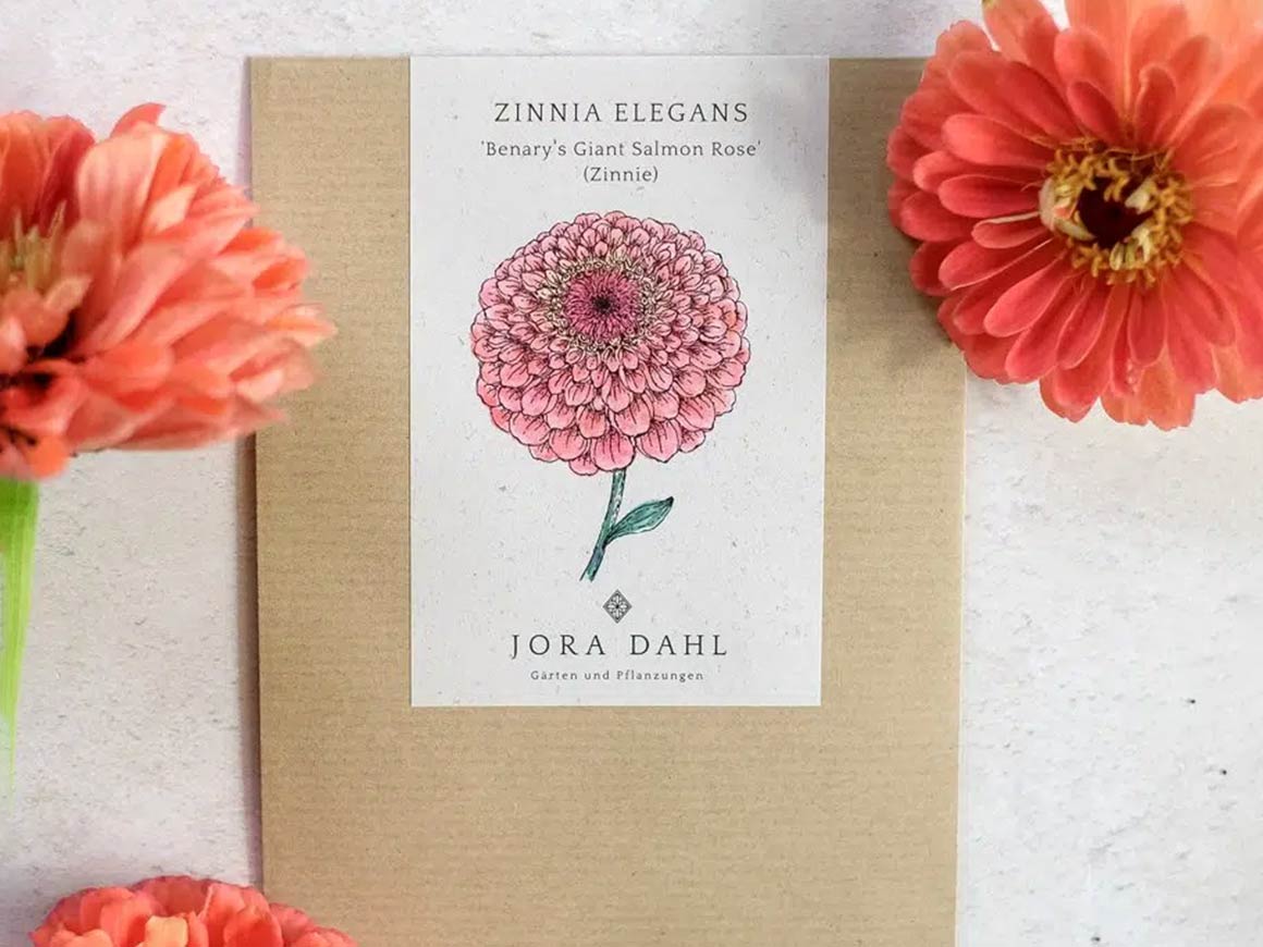 Zinnie ‚Benary‘s Giant Salmon Rose′ – Bild 6