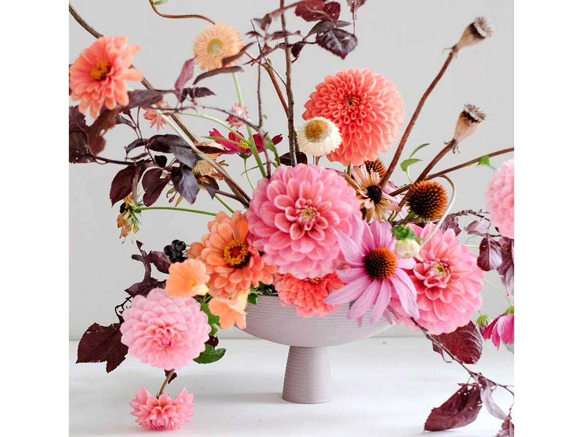 Zinnie ‚Benary‘s Giant Salmon Rose′ – Bild 5