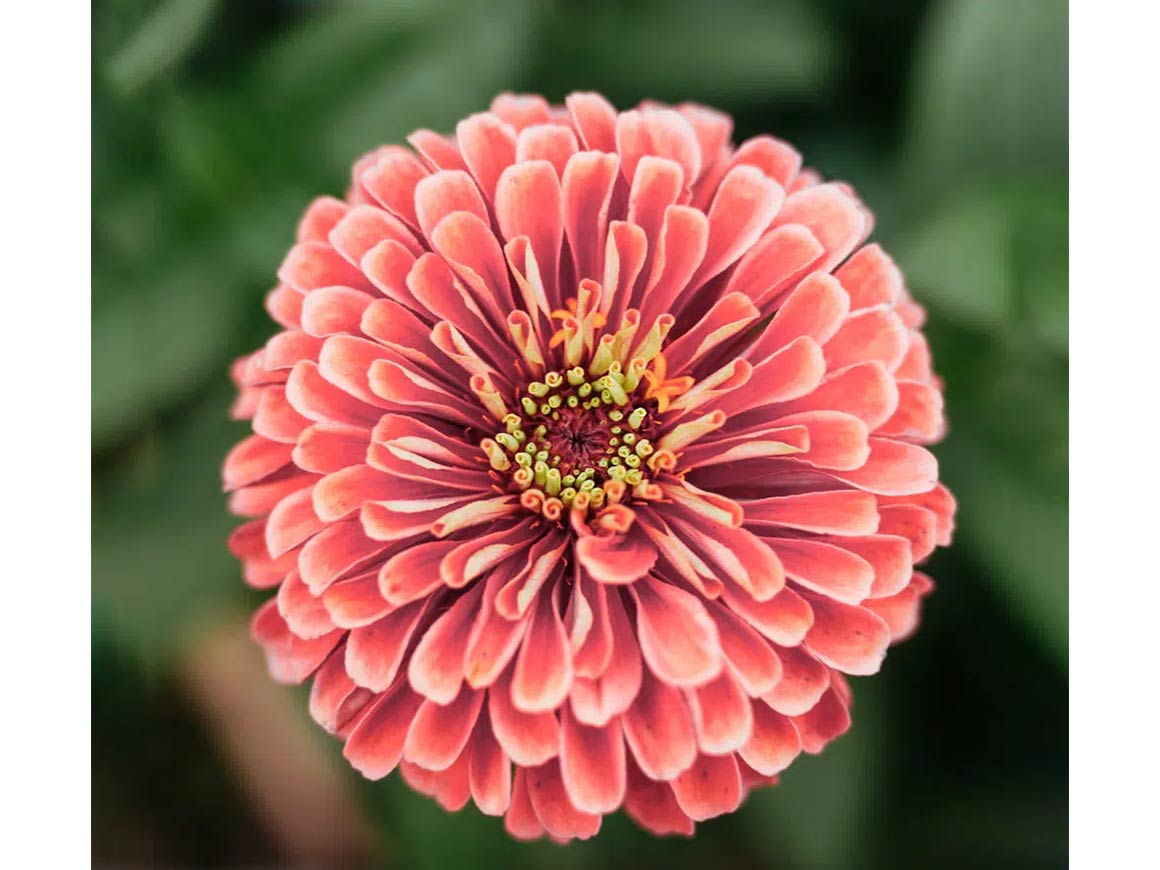 Zinnie ‚Benary‘s Giant Salmon Rose′ – Bild 3