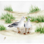 Postkarte: Möwenpaar in den Dünen