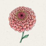 Zinnie ‚Benary‘s Giant Salmon Rose′