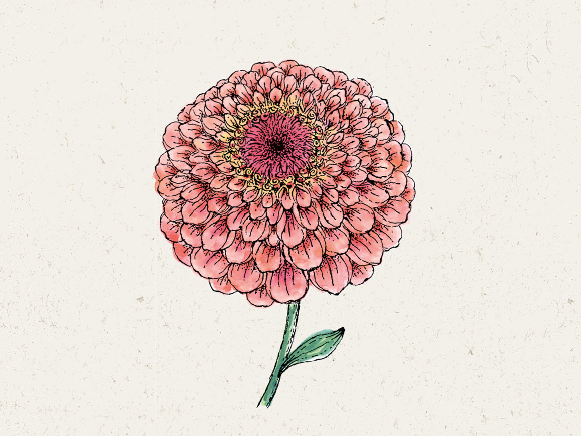 Zinnie ‚Benary‘s Giant Salmon Rose′